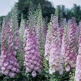 Delphinium Category Image